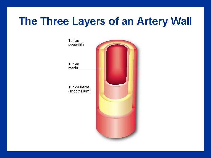 The Three Layers of an Artery Wall The Three Layers of an Artery Wall