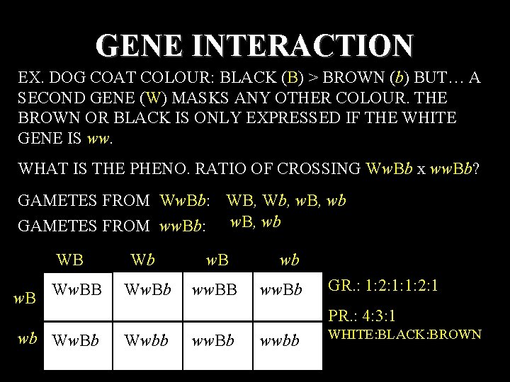 GENE INTERACTION EX. DOG COAT COLOUR: BLACK (B) > BROWN (b) BUT… A SECOND