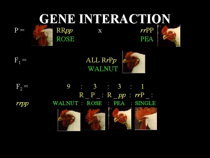 P= GENE INTERACTION RRpp ROSE F 1 = F 2 = rrpp x rr.