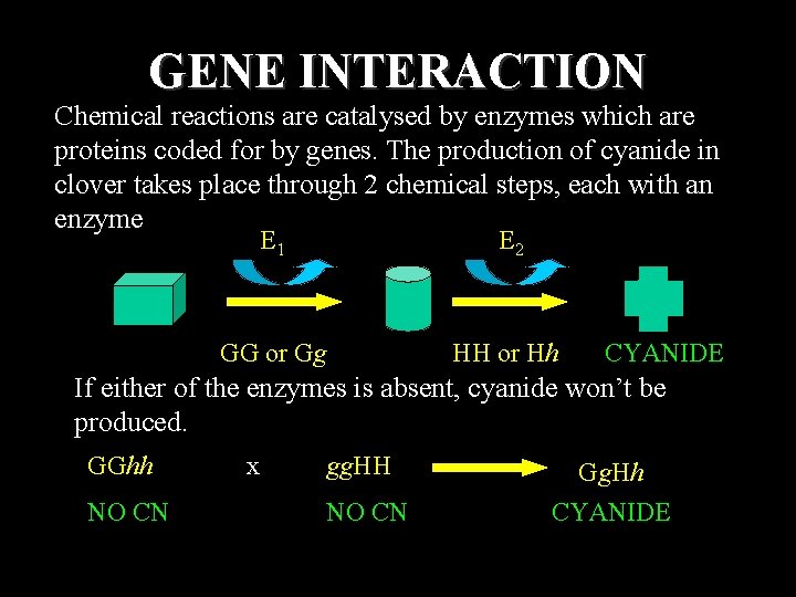 GENE INTERACTION Chemical reactions are catalysed by enzymes which are proteins coded for by