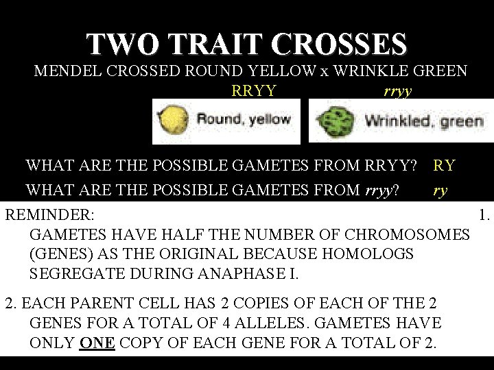 TWO TRAIT CROSSES MENDEL CROSSED ROUND YELLOW x WRINKLE GREEN RRYY rryy WHAT ARE