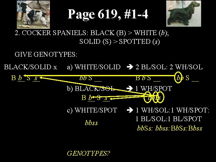 Page 619, #1 -4 2. COCKER SPANIELS: BLACK (B) > WHITE (b); SOLID (S)