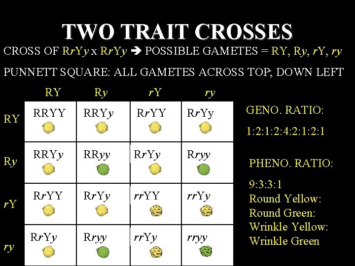 TWO TRAIT CROSSES CROSS OF Rr. Yy x Rr. Yy POSSIBLE GAMETES = RY,