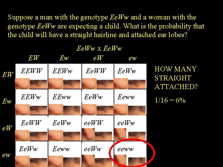 Suppose a man with the genotype Ee. Ww and a woman with the genotype