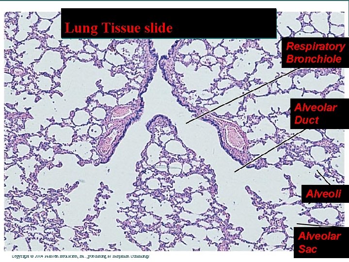 Lung Tissue slide Respiratory Bronchiole Alveolar Duct Alveoli Copyright © 2004 Pearson Education, Inc.