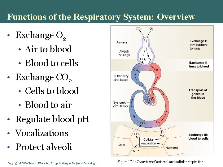 Functions of the Respiratory System: Overview • Exchange O 2 • Air to blood