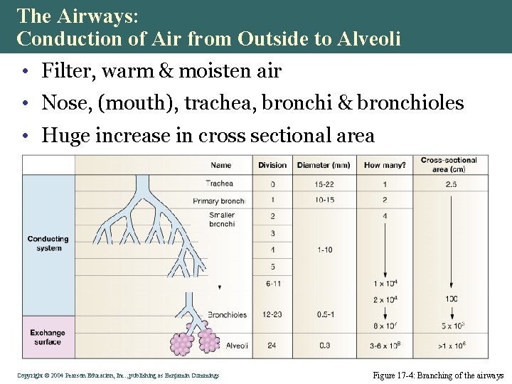 The Airways: Conduction of Air from Outside to Alveoli • Filter, warm & moisten