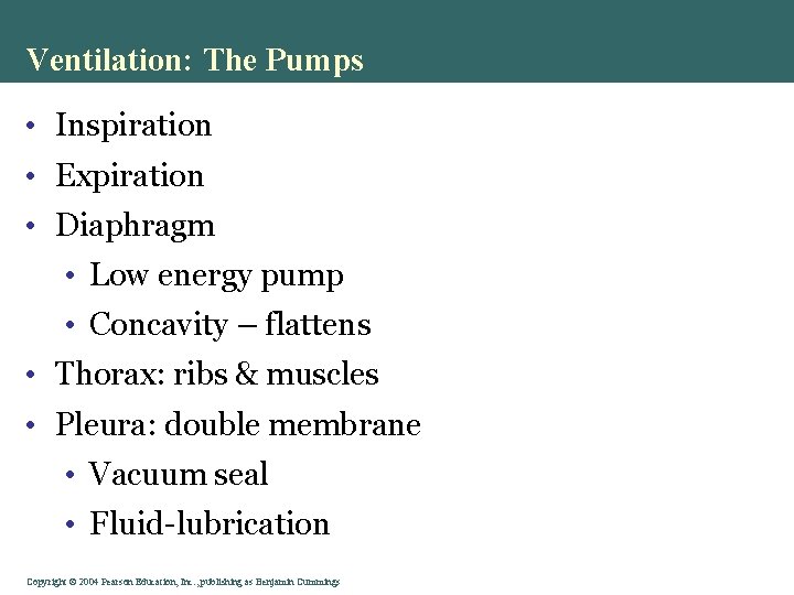 Ventilation: The Pumps • Inspiration • Expiration • Diaphragm • Low energy pump •
