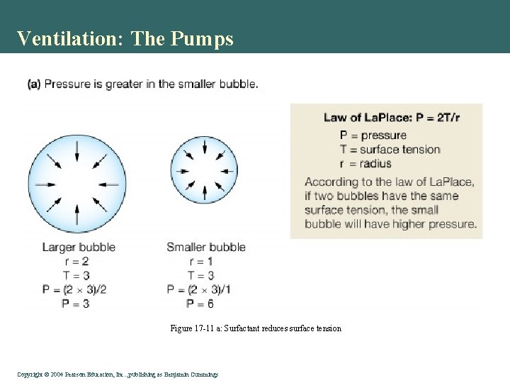 Ventilation: The Pumps Figure 17 -11 a: Surfactant reduces surface tension Copyright © 2004