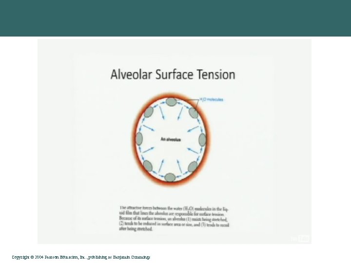 Copyright © 2004 Pearson Education, Inc. , publishing as Benjamin Cummings 
