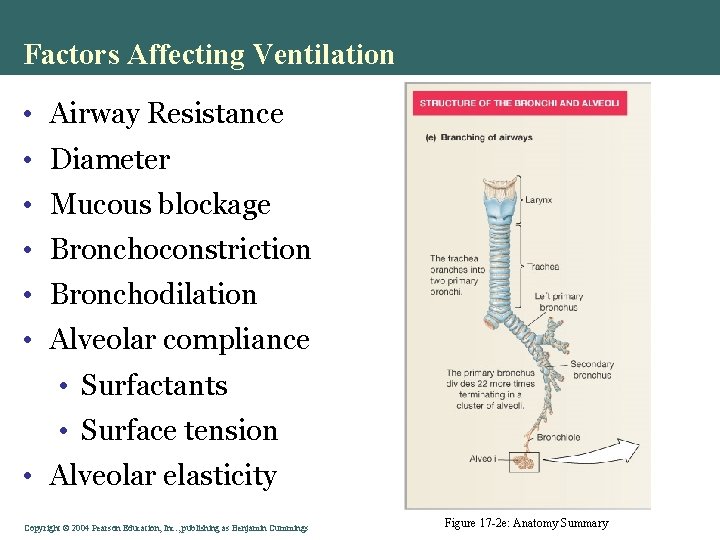 Factors Affecting Ventilation • Airway Resistance • Diameter • Mucous blockage • Bronchoconstriction •
