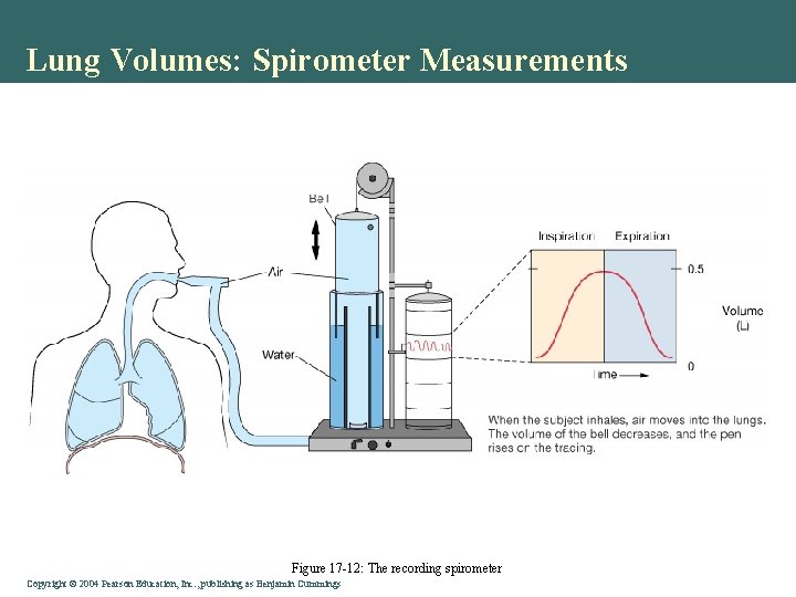 Lung Volumes: Spirometer Measurements Figure 17 -12: The recording spirometer Copyright © 2004 Pearson