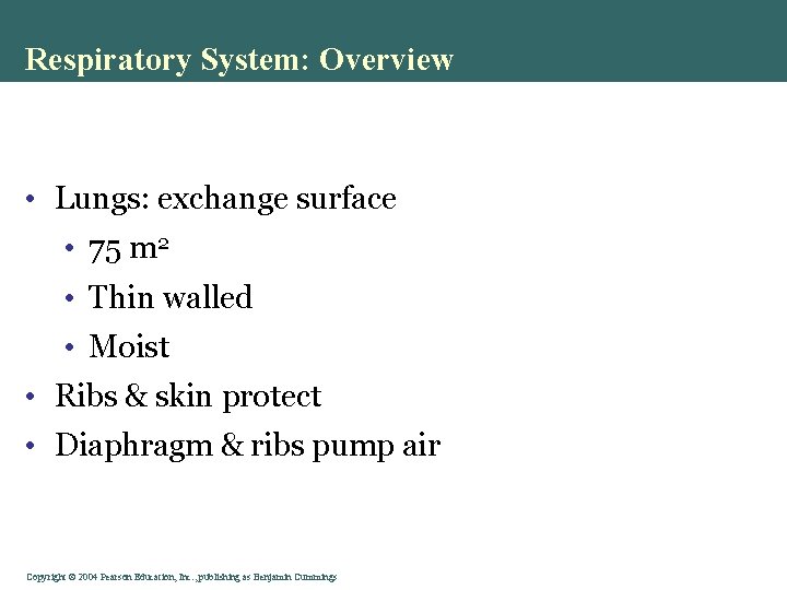 Respiratory System: Overview • Lungs: exchange surface • 75 m 2 • Thin walled