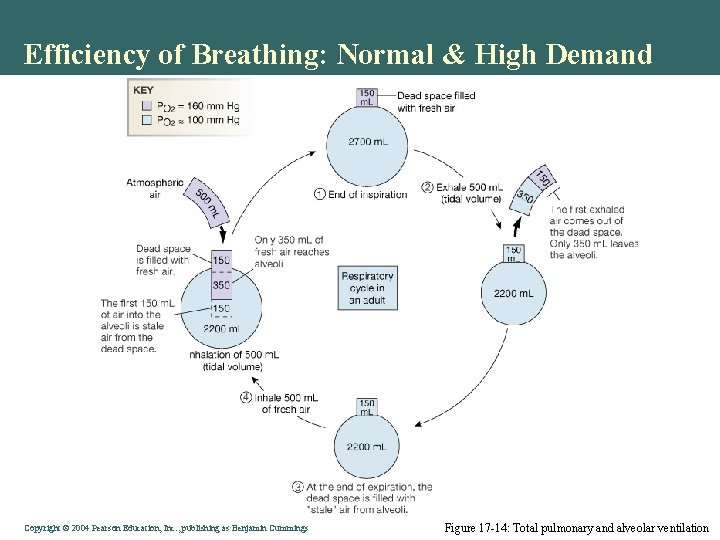 Efficiency of Breathing: Normal & High Demand Copyright © 2004 Pearson Education, Inc. ,