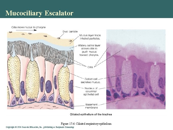 Mucociliary Escalator Figure 17 -6: Ciliated respiratory epithelium Copyright © 2004 Pearson Education, Inc.