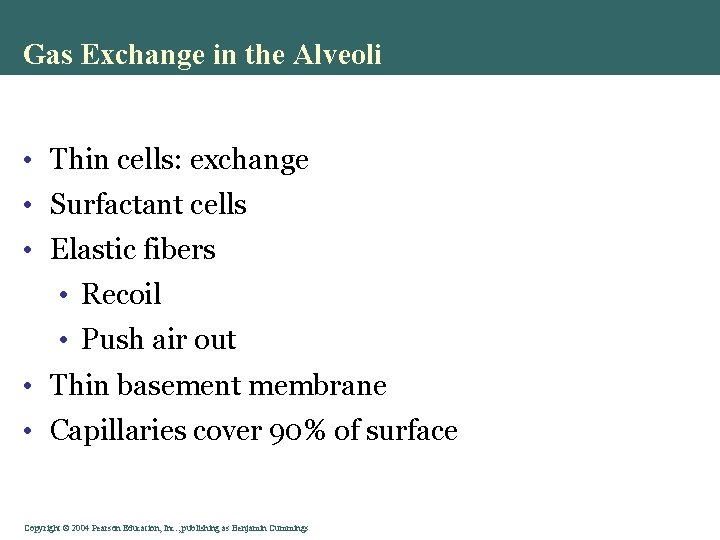 Gas Exchange in the Alveoli • Thin cells: exchange • Surfactant cells • Elastic