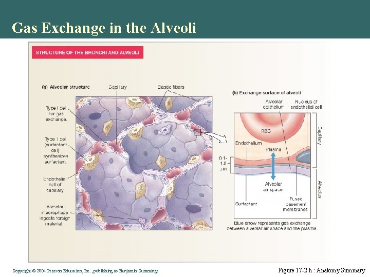 Gas Exchange in the Alveoli Copyright © 2004 Pearson Education, Inc. , publishing as