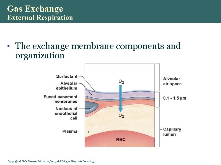 Gas Exchange External Respiration • The exchange membrane components and organization Copyright © 2004