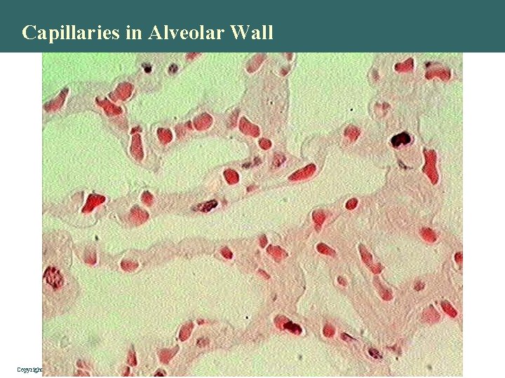 Capillaries in Alveolar Wall Copyright © 2004 Pearson Education, Inc. , publishing as Benjamin