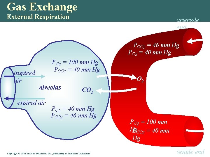 Gas Exchange External Respiration arteriole end PCO 2 = 46 mm Hg PO 2