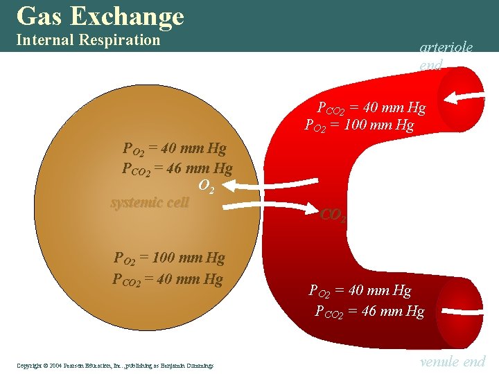 Gas Exchange Internal Respiration arteriole end PCO 2 = 40 mm Hg PO 2