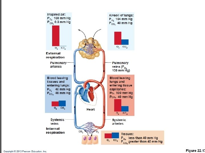 Copyright © 2004 Pearson Education, Inc. , publishing as Benjamin Cummings 