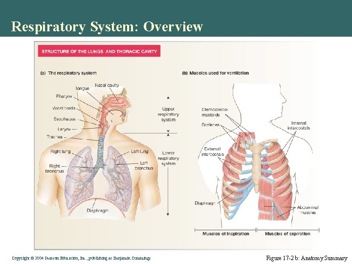 Respiratory System: Overview Copyright © 2004 Pearson Education, Inc. , publishing as Benjamin Cummings