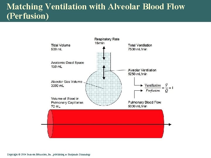 Matching Ventilation with Alveolar Blood Flow (Perfusion) Copyright © 2004 Pearson Education, Inc. ,