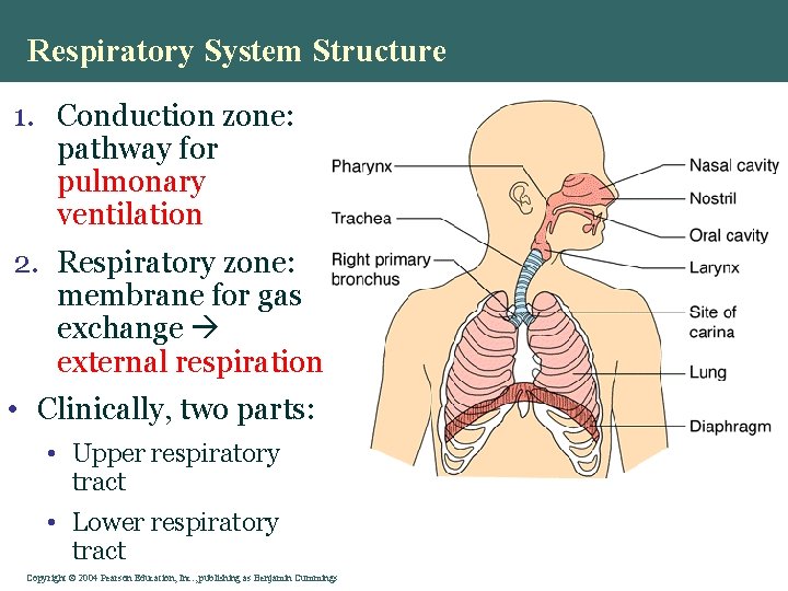 Respiratory System Structure 1. Conduction zone: pathway for pulmonary ventilation 2. Respiratory zone: membrane