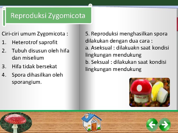 Reproduksi Zygomicota Ciri-ciri umum Zygomicota : 1. Heterotrof saprofit 2. Tubuh disusun oleh hifa