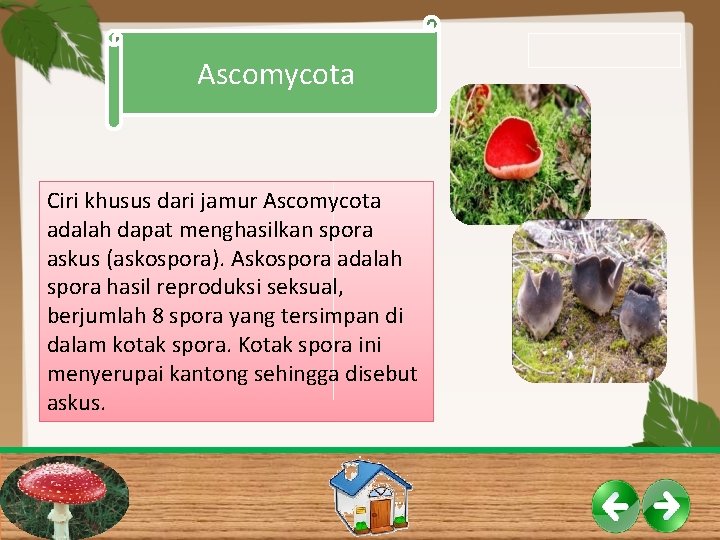Ascomycota Ciri khusus dari jamur Ascomycota adalah dapat menghasilkan spora askus (askospora). Askospora adalah Ascomycota Ciri khusus dari jamur Ascomycota adalah dapat menghasilkan spora askus (askospora). Askospora adalah