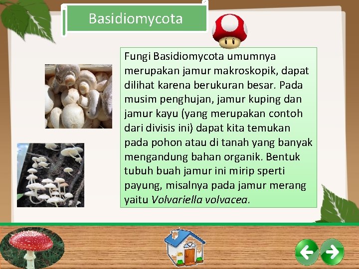 Basidiomycota Fungi Basidiomycota umumnya merupakan jamur makroskopik, dapat dilihat karena berukuran besar. Pada musim Basidiomycota Fungi Basidiomycota umumnya merupakan jamur makroskopik, dapat dilihat karena berukuran besar. Pada musim