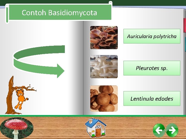 Contoh Basidiomycota Auricularia polytricha Pleurotes sp. Lentinula edodes Contoh Basidiomycota Auricularia polytricha Pleurotes sp. Lentinula edodes