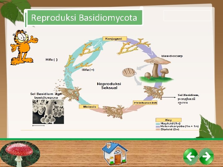 Reproduksi Basidiomycota 