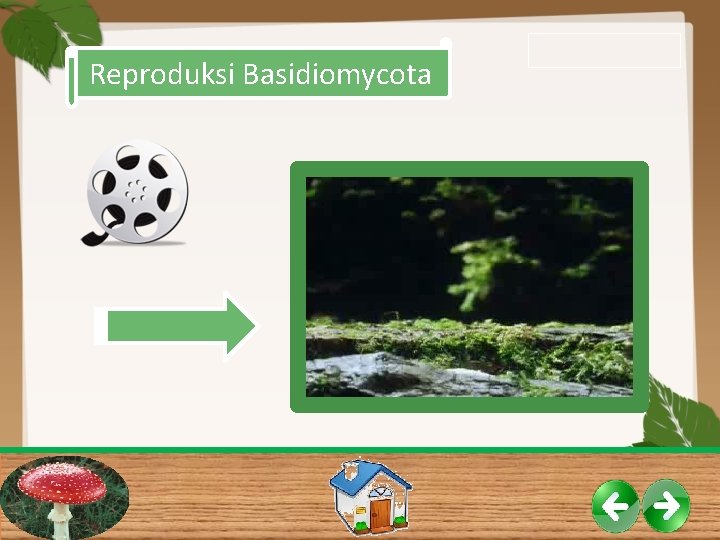 Reproduksi Basidiomycota Reproduksi Basidiomycota