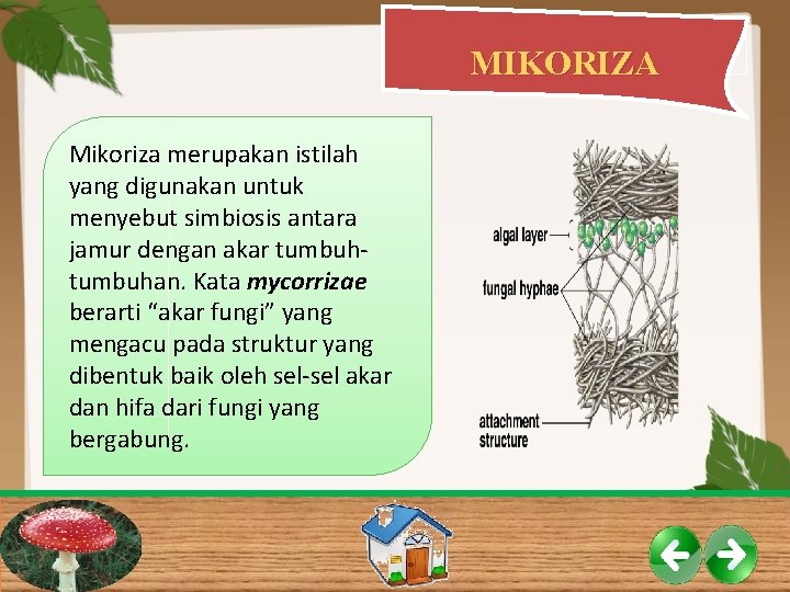MIKORIZA Mikoriza merupakan istilah yang digunakan untuk menyebut simbiosis antara jamur dengan akar tumbuhan.