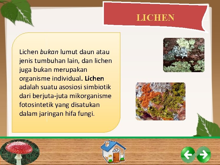 LICHEN Lichen bukan lumut daun atau jenis tumbuhan lain, dan lichen juga bukan merupakan