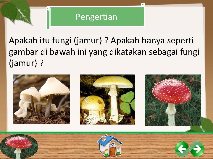 Pengertian Apakah itu fungi (jamur) ? Apakah hanya seperti gambar di bawah ini yang