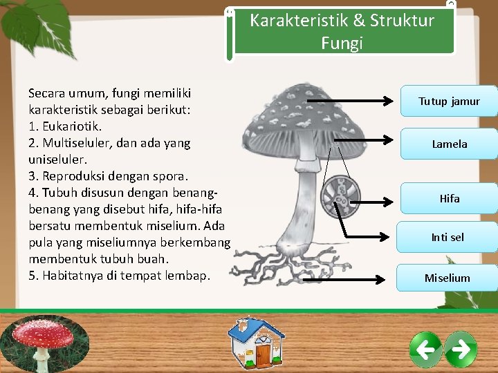 Karakteristik & Struktur Fungi Secara umum, fungi memiliki karakteristik sebagai berikut: 1. Eukariotik. 2.