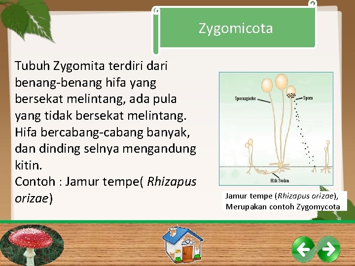 Zygomicota Tubuh Zygomita terdiri dari benang-benang hifa yang bersekat melintang, ada pula yang tidak