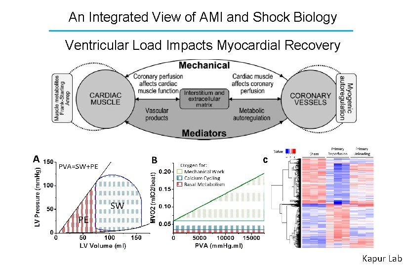 An Integrated View of AMI and Shock Biology Ventricular Load Impacts Myocardial Recovery C