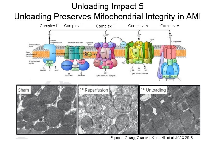 Unloading Impact 5 Unloading Preserves Mitochondrial Integrity in AMI Complex II Complex IV Complex
