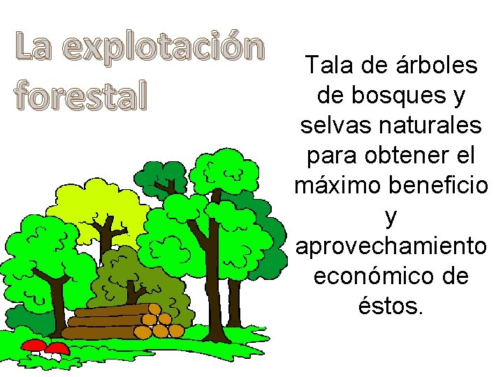 La explotación forestal Tala de árboles de bosques y selvas naturales para obtener el