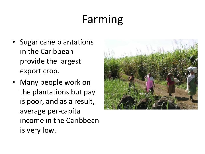 Farming • Sugar cane plantations in the Caribbean provide the largest export crop. •