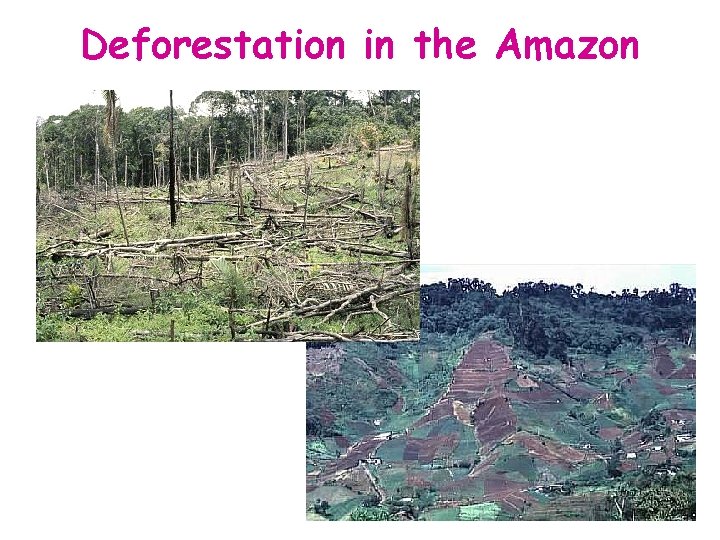 Deforestation in the Amazon 