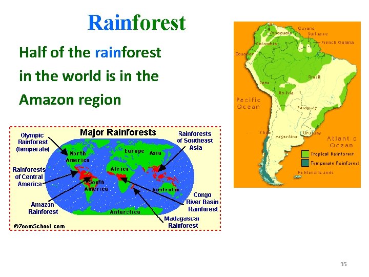 Rainforest Half of the rainforest in the world is in the Amazon region 35