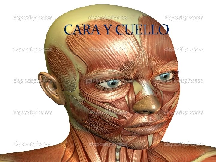 CARA Y CUELLO 