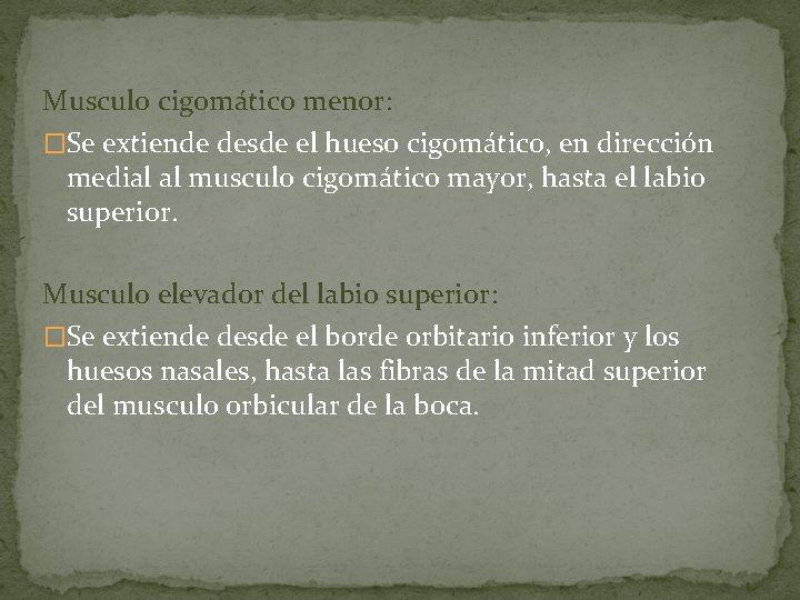 Musculo cigomático menor: �Se extiende desde el hueso cigomático, en dirección medial al musculo