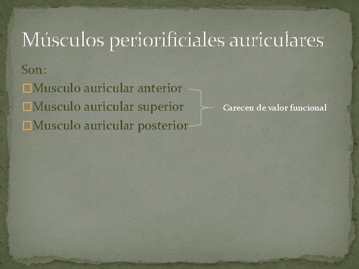 Músculos periorificiales auriculares Son: �Musculo auricular anterior �Musculo auricular superior �Musculo auricular posterior Carecen