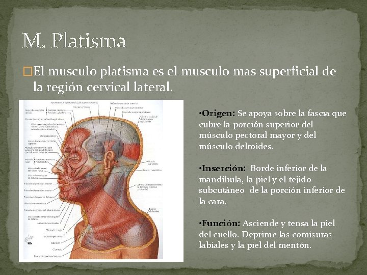 M. Platisma �El musculo platisma es el musculo mas superficial de la región cervical